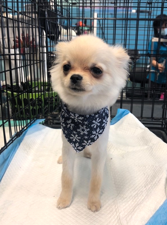 Hot Dogs Cool Cats Dog Grooming