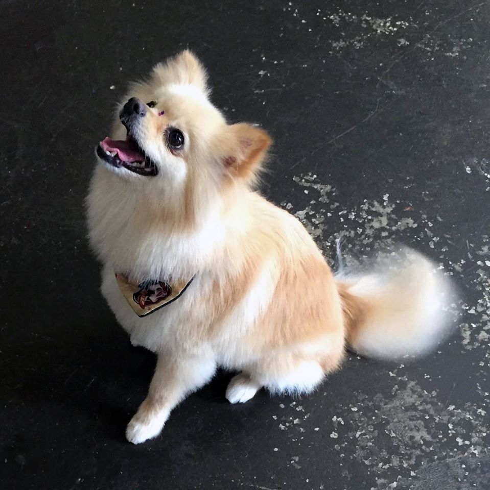 Hot Dogs Cool Cats Dog Grooming